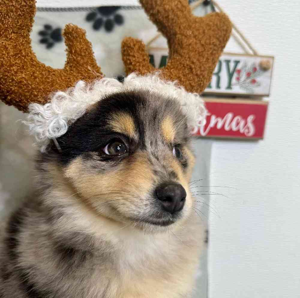 Female Pomsky Puppy for Sale in Arlington, TX