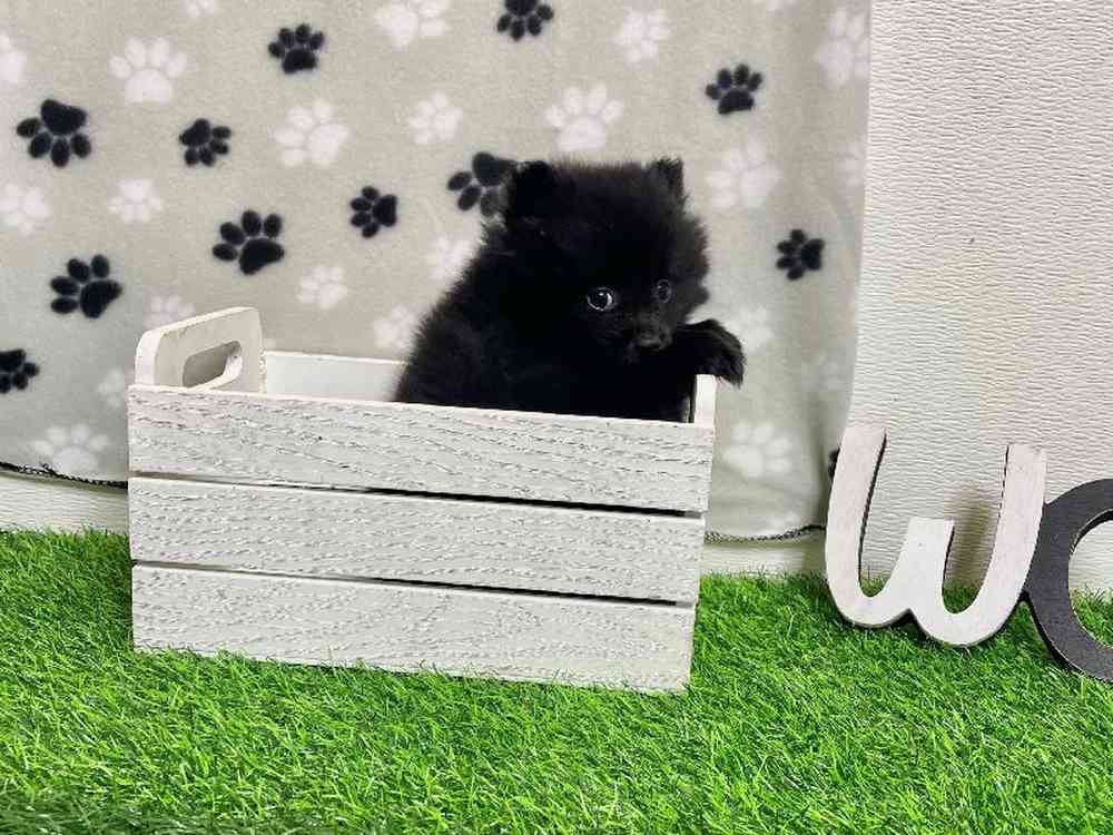 Female Pomeranian Puppy for Sale in ,