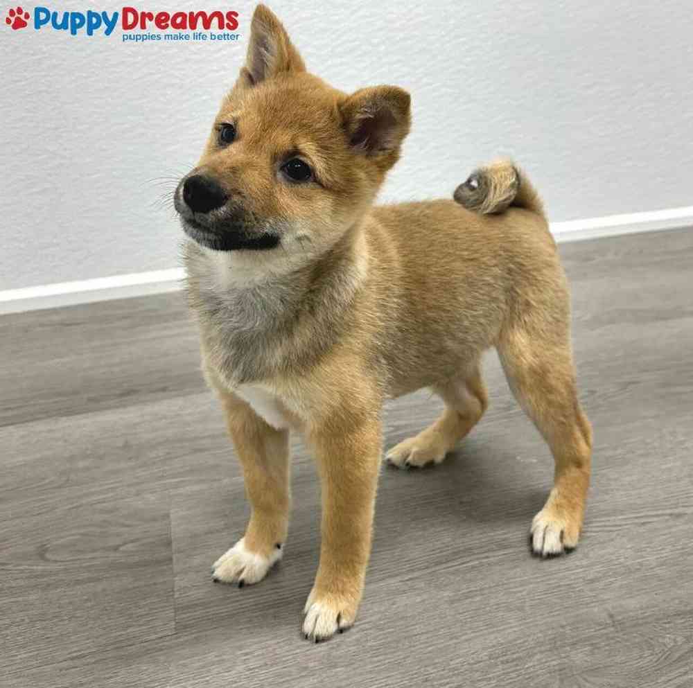 Male Shiba Inu Puppy for Sale in Little Rock, AR