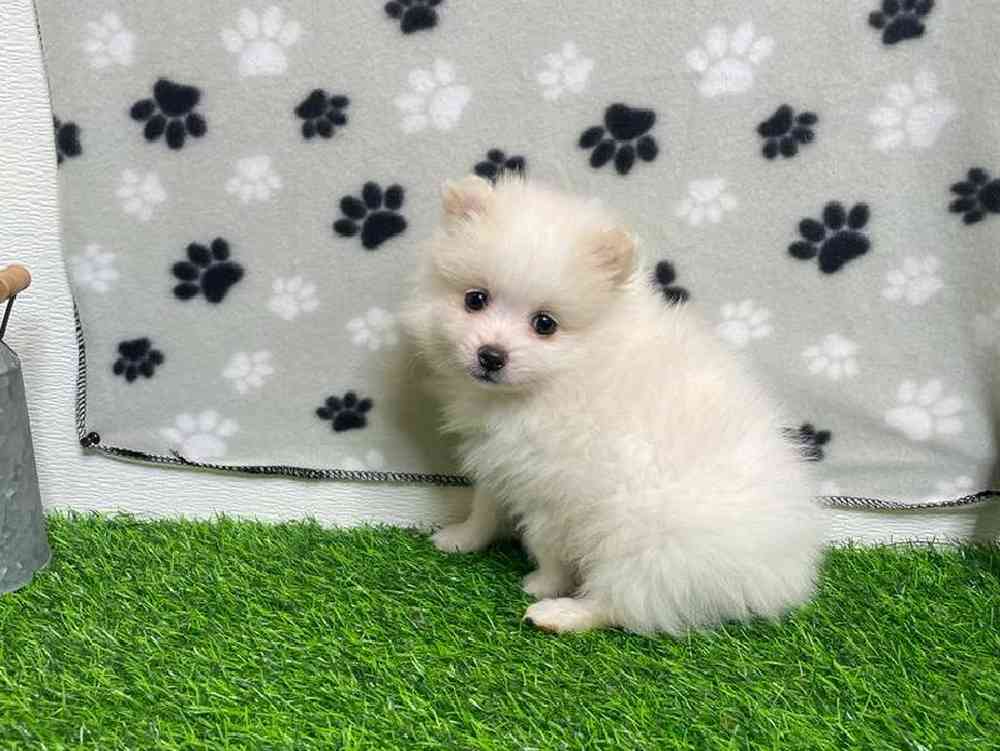 Male Pomeranian Puppy for Sale in ,