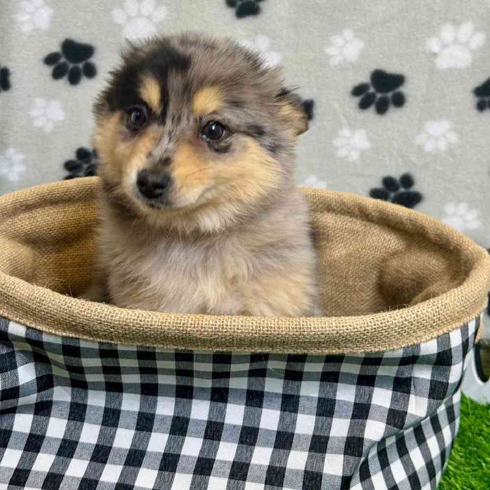 Female Pomsky Puppy for Sale in Arlington, TX