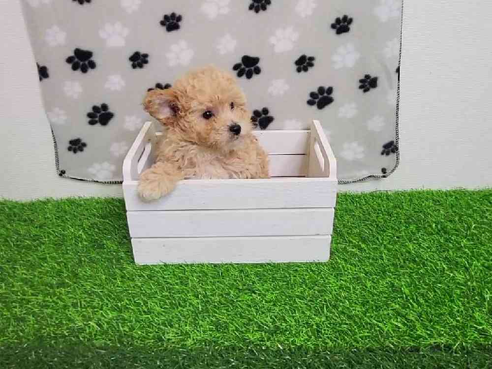 Female Bichon-Poodle Puppy for Sale in ,