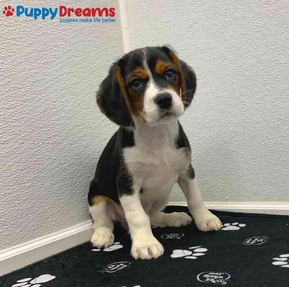 Unknown Beaglier (Beagle Cavalier) Puppy for sale
