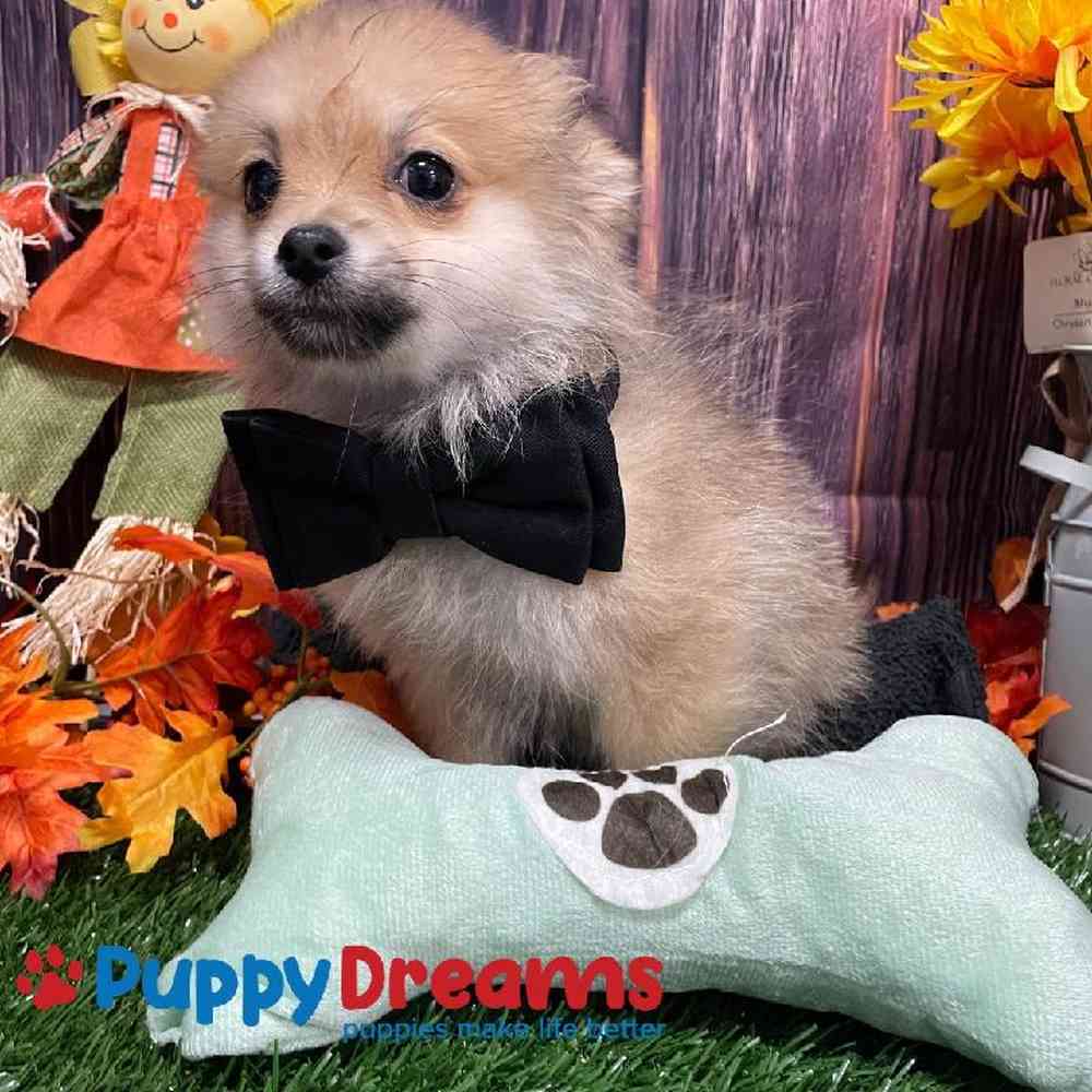 Male Pomeranian Puppy for Sale in Little Rock, AR