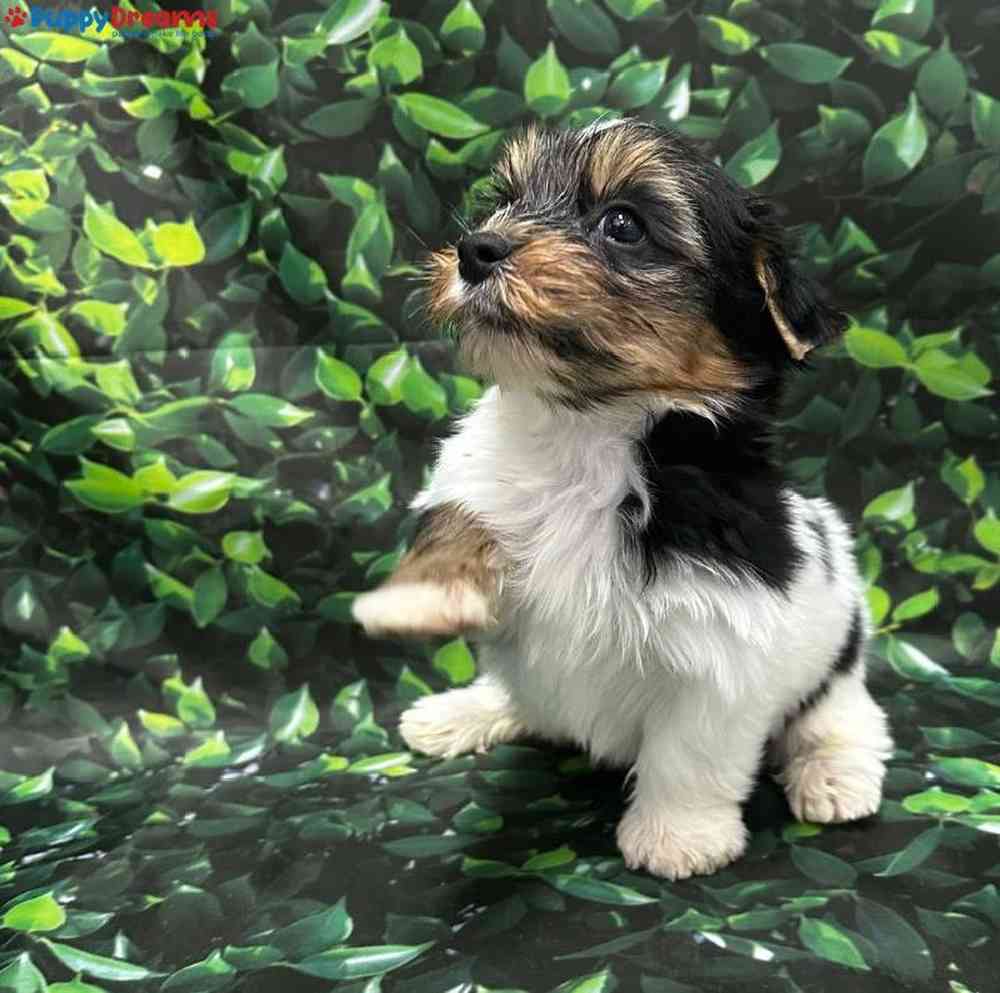 Male Parti Yorkie Puppy for Sale in Little Rock, AR