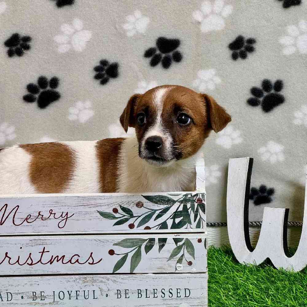 Female Jack Russell Terrier Puppy for Sale in Arlington, TX