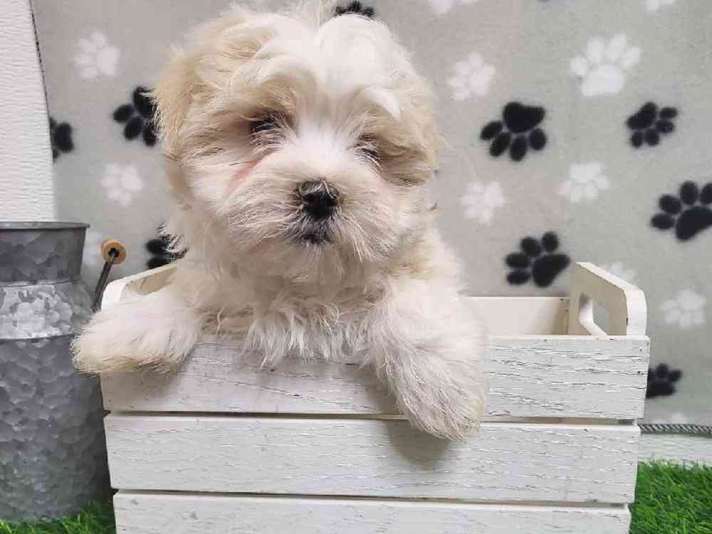 Male Malshi Puppy for Sale in ,
