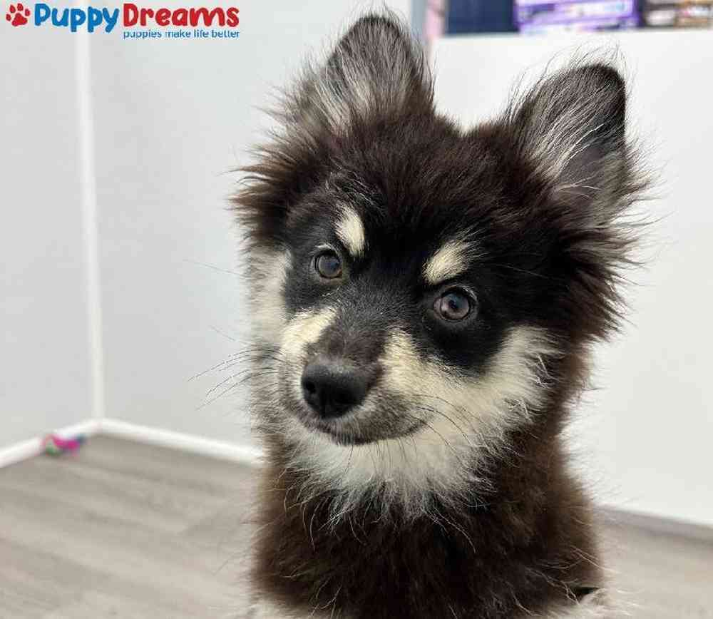 Female Pomsky Puppy for Sale in Little Rock, AR