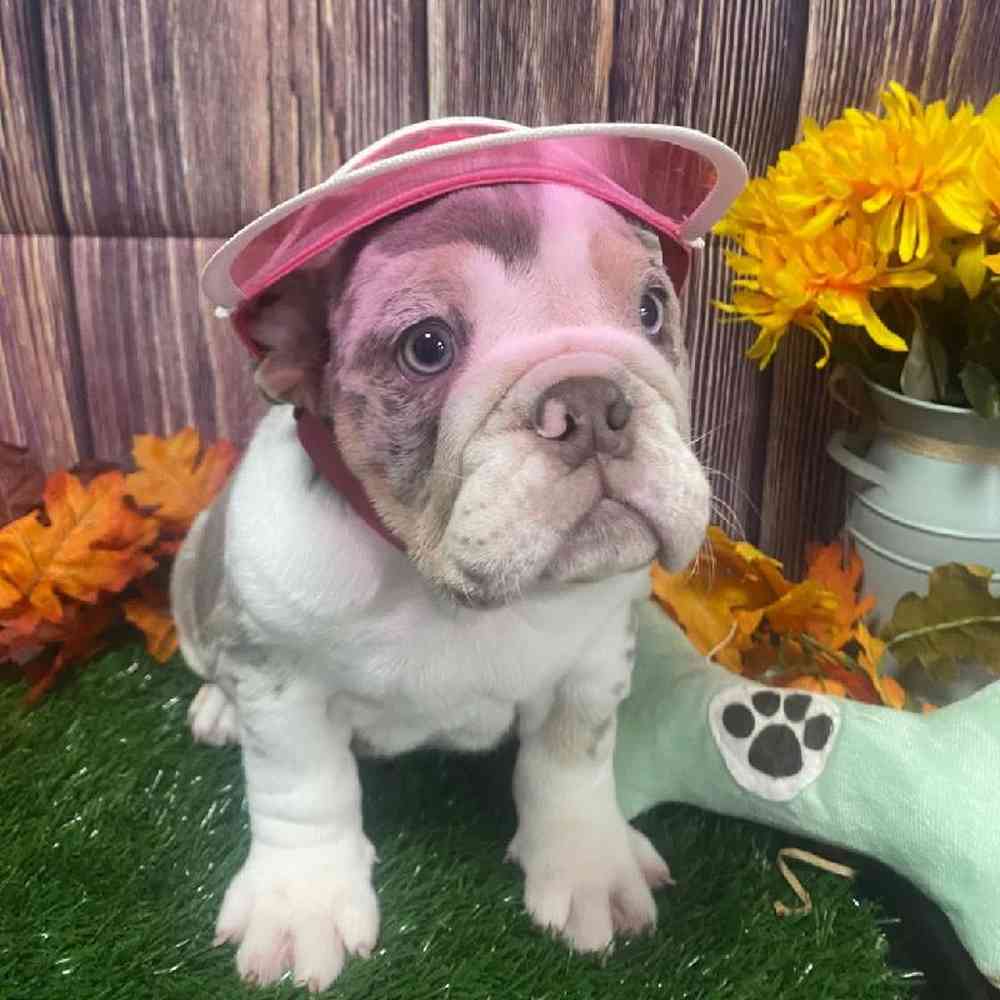 Female English Bulldog Puppy for Sale in Little Rock, AR