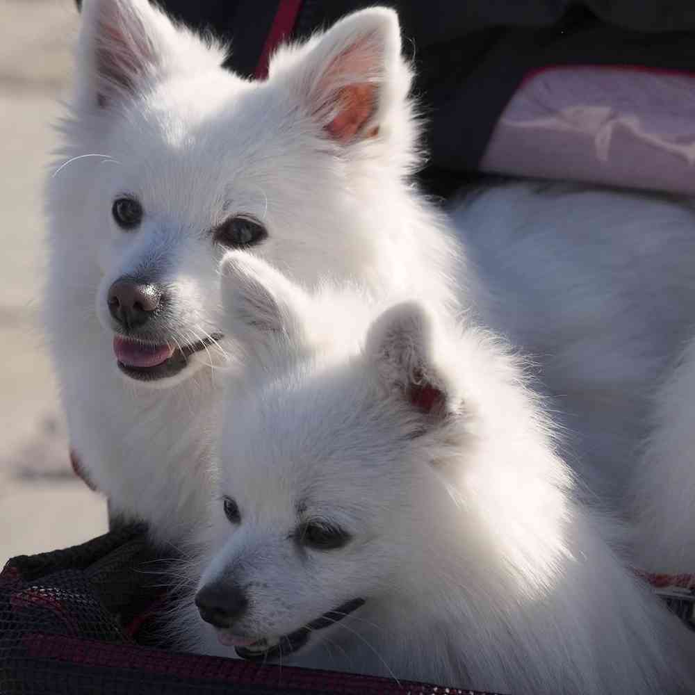 American Eskimo Puppies for Sale