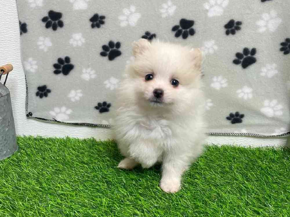 Male Pomeranian Puppy for Sale in ,