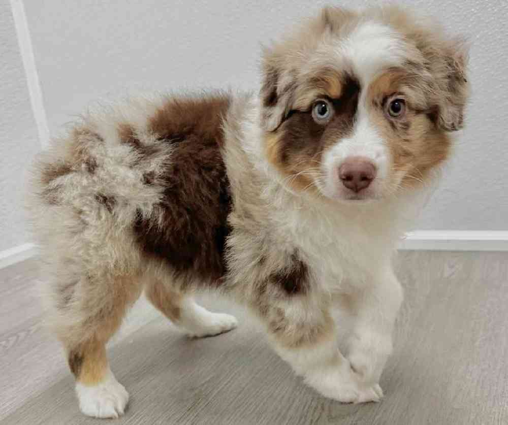 Male Australian Shepherd Puppy for Sale in Little Rock, AR