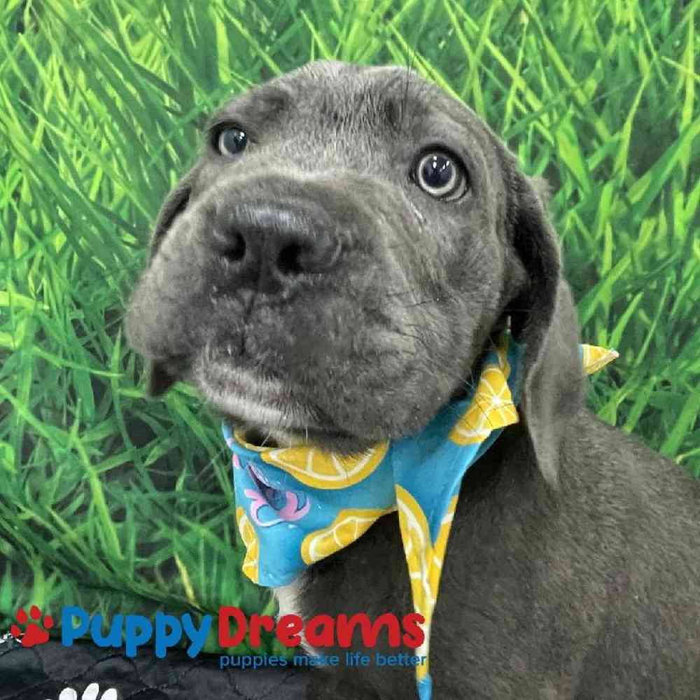 Male Cane Corso Puppy for Sale in Little Rock, AR