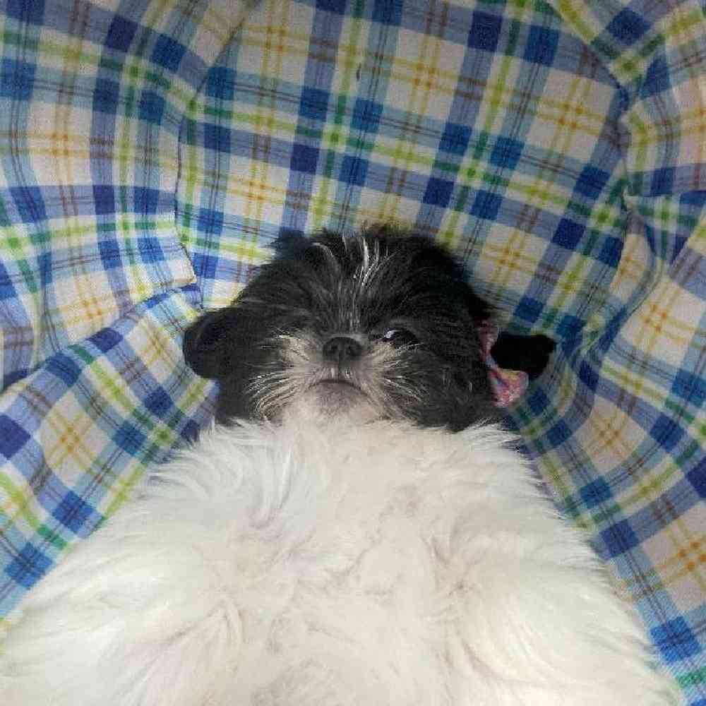 Female Shih Tzu Puppy for Sale in Little Rock, AR