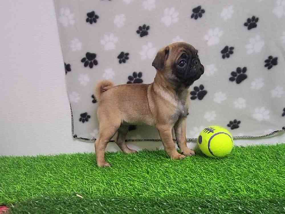 Female Pug Puppy for Sale in ,