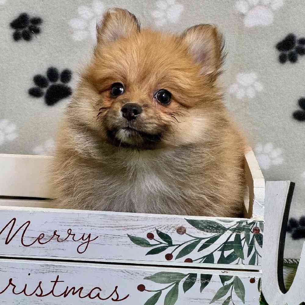 Female Pomeranian Puppy for Sale in ,