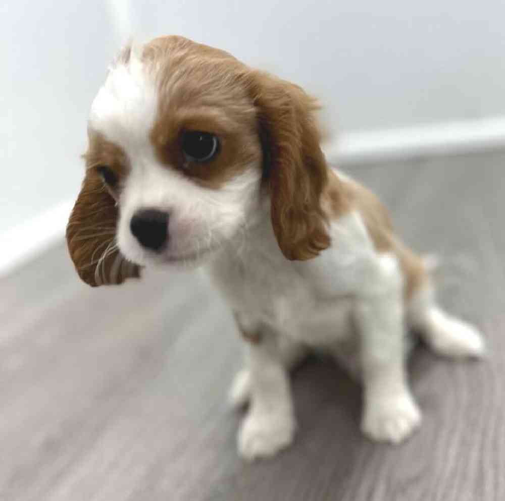 Male Cavalier King Charles Spaniel Puppy for Sale in Little Rock, AR