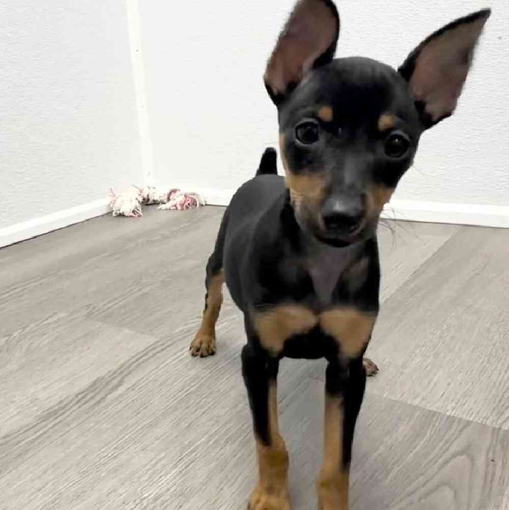 Female Min Pin Puppy for Sale in Little Rock, AR