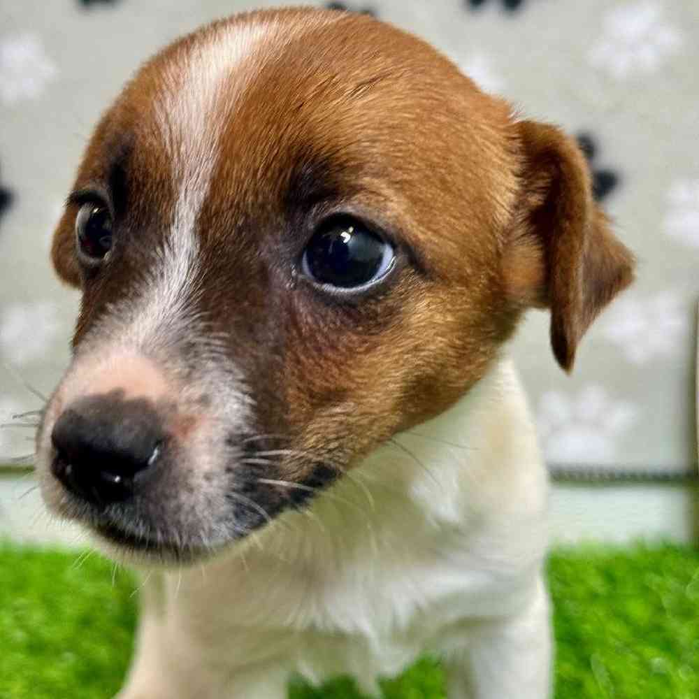 Female Jack Russell Terrier Puppy for Sale in Arlington, TX