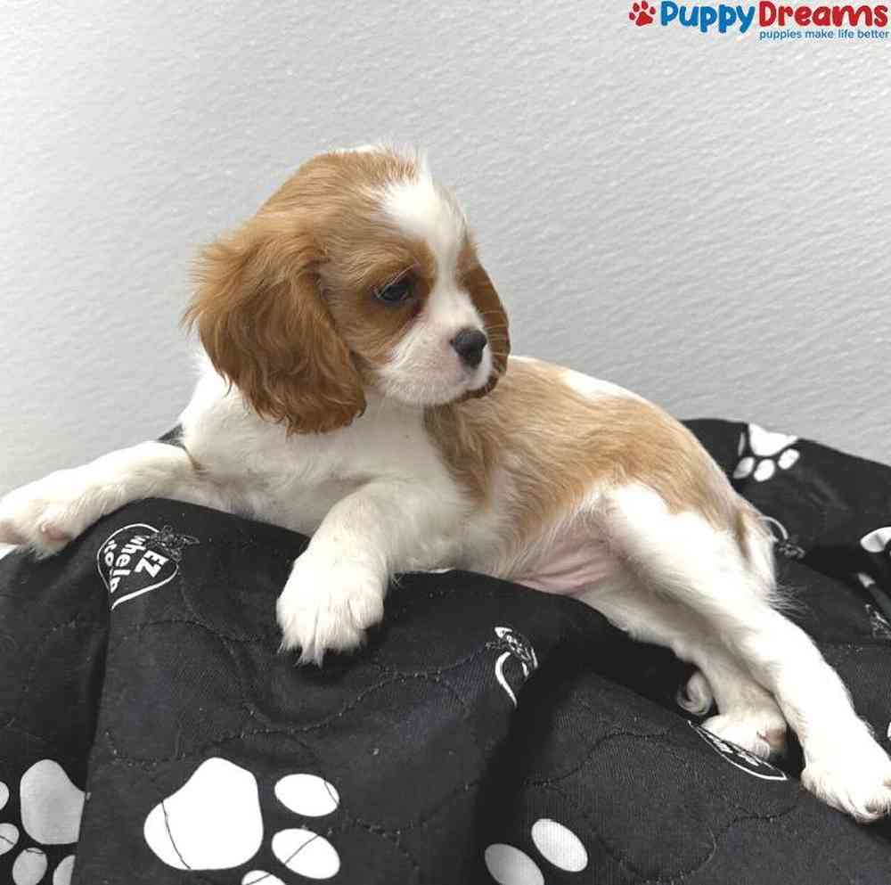 Male Cavalier King Charles Spaniel Puppy for Sale in Little Rock, AR