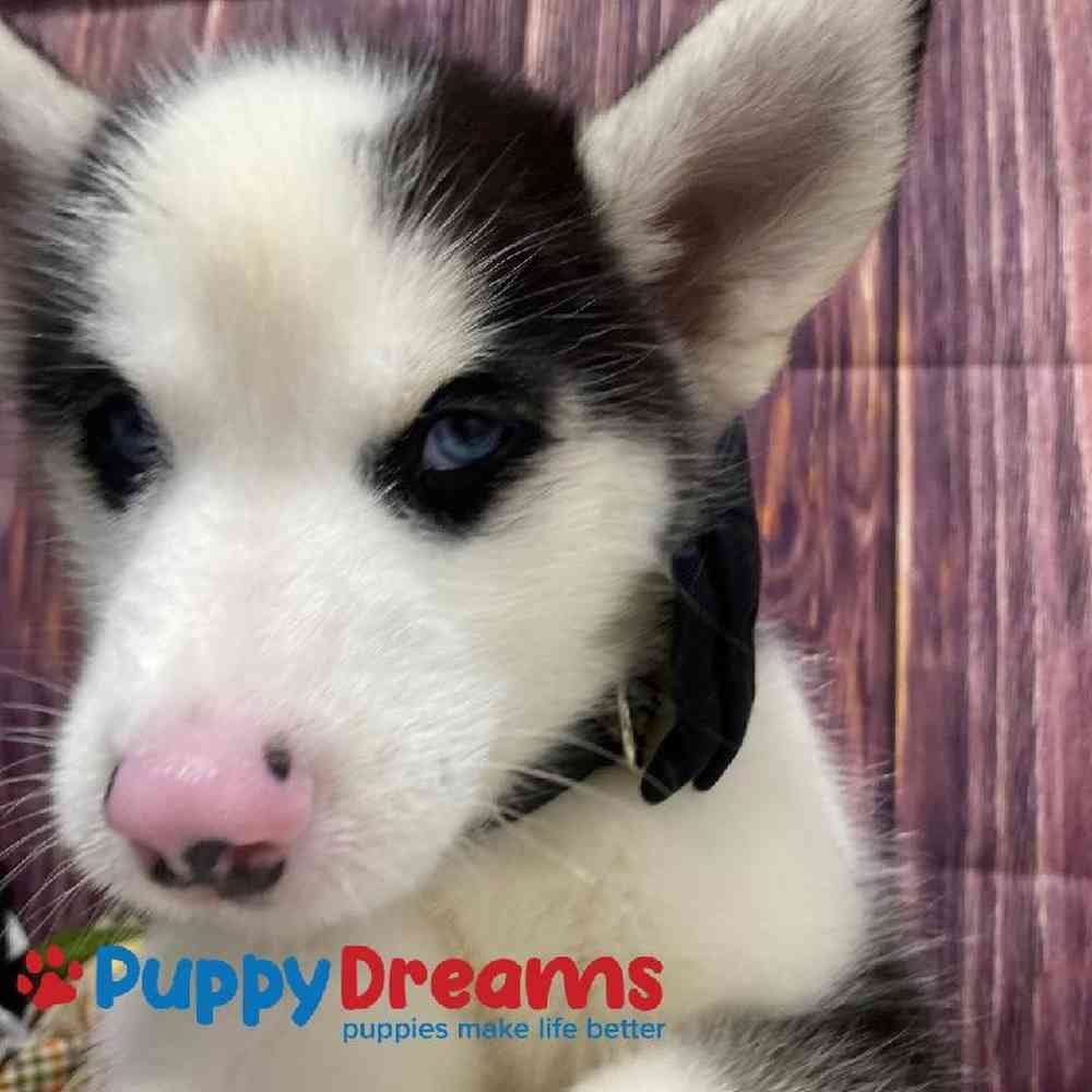 Male Siberian Husky Puppy for Sale in Little Rock, AR