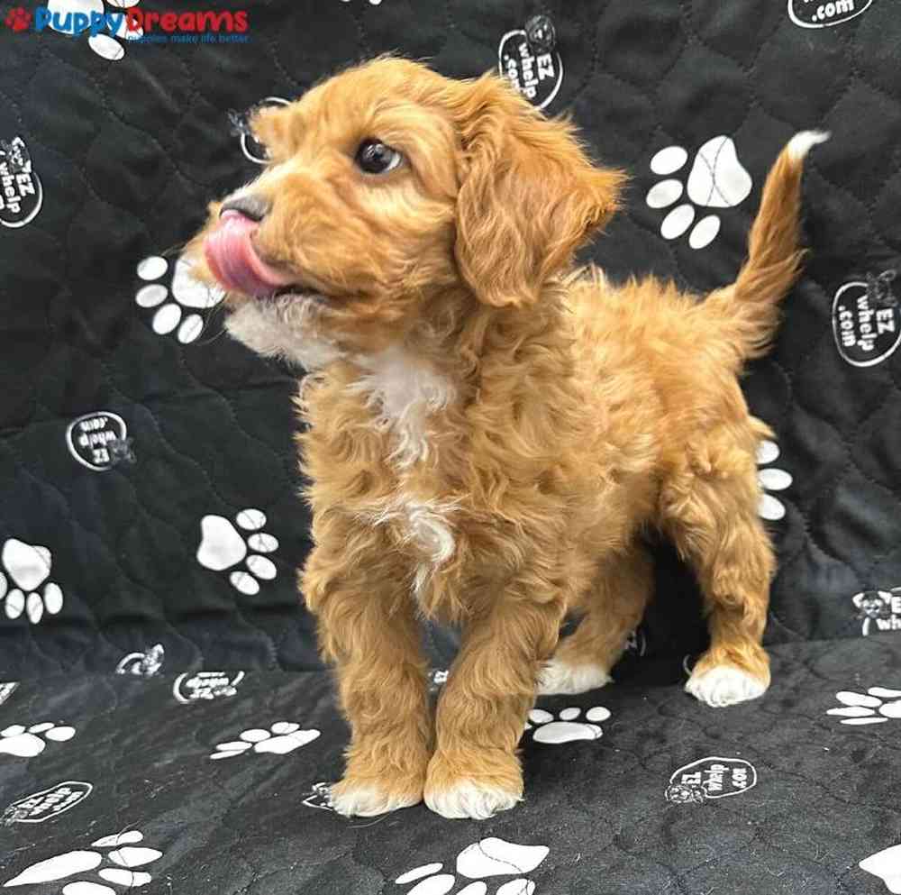 Male Cavapoo Puppy for Sale in Little Rock, AR