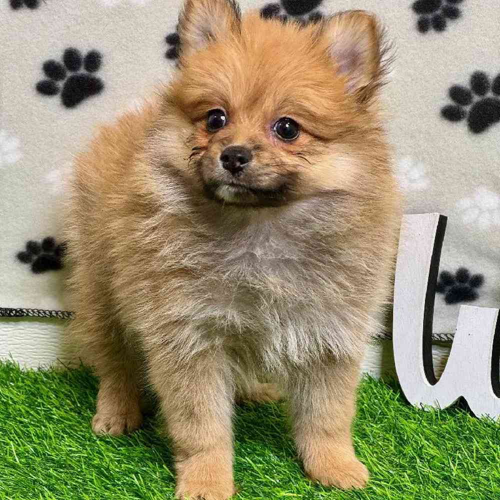 Female Pomeranian Puppy for Sale in ,