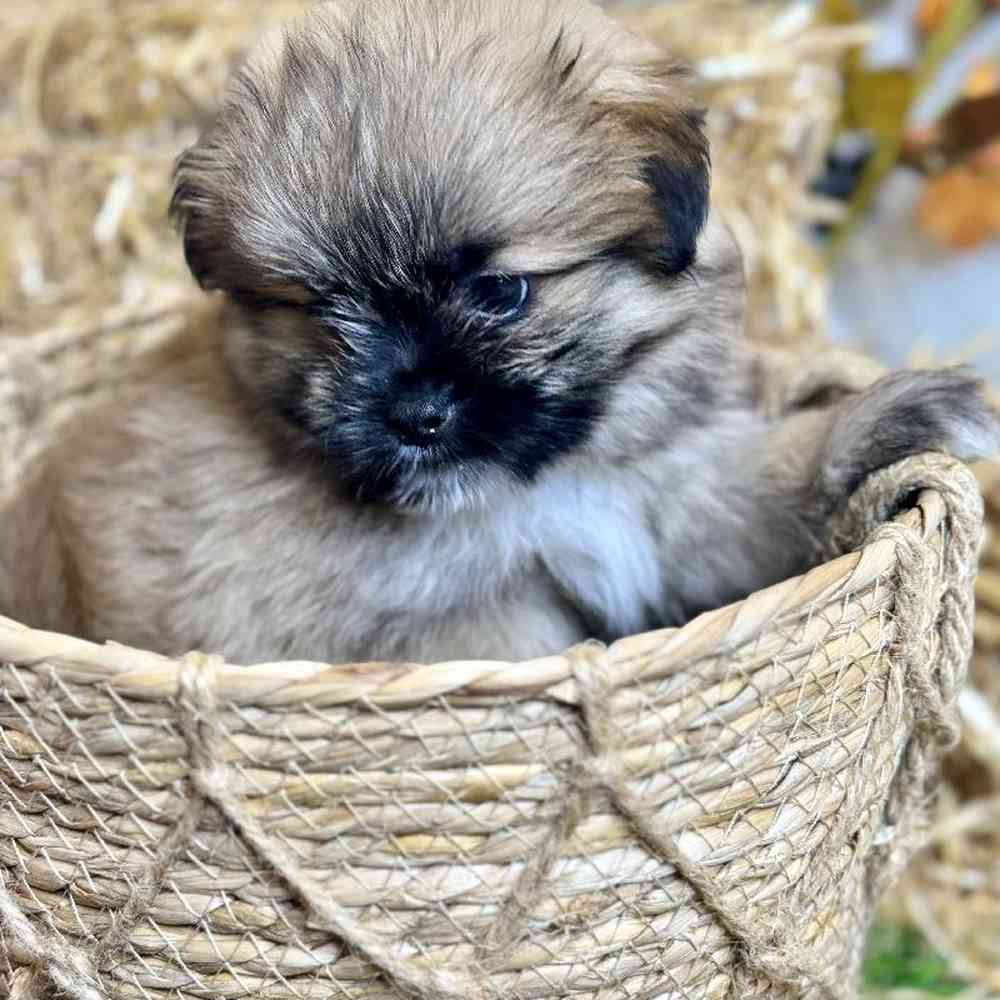 Male Shiranian Puppy for Sale in Garland, TX