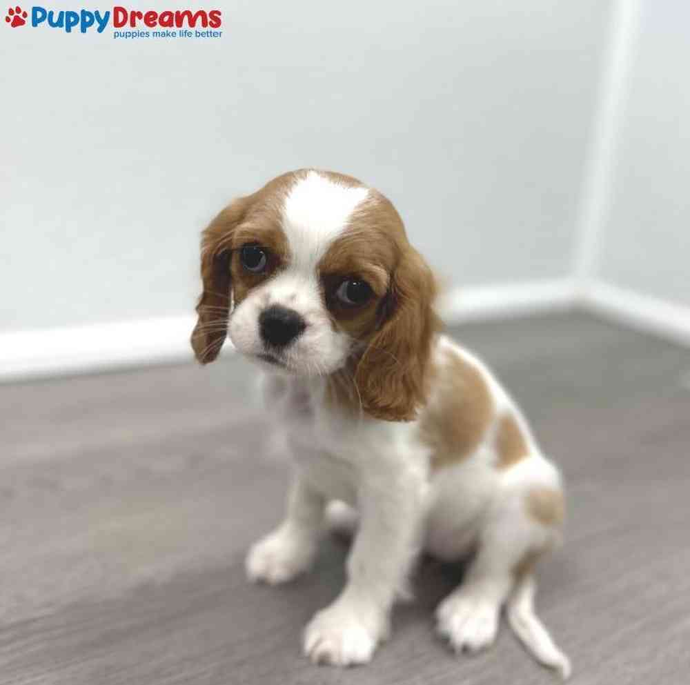 Female Cavalier King Charles Spaniel Puppy for Sale in Little Rock, AR