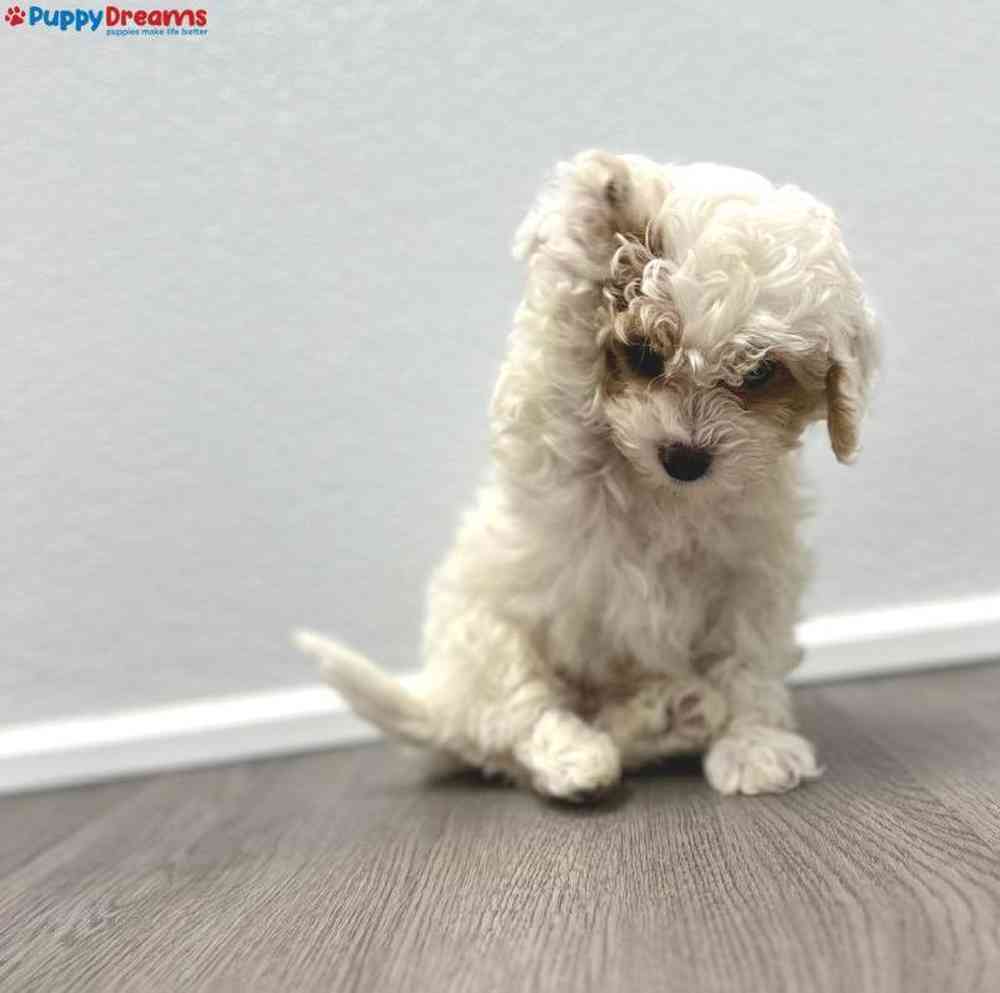 Male Maltipoo Puppy for Sale in Little Rock, AR