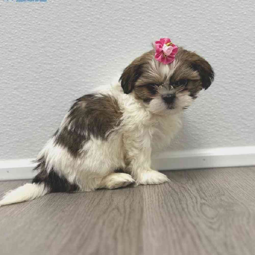 Female Shih Tzu Puppy for Sale in Little Rock, AR