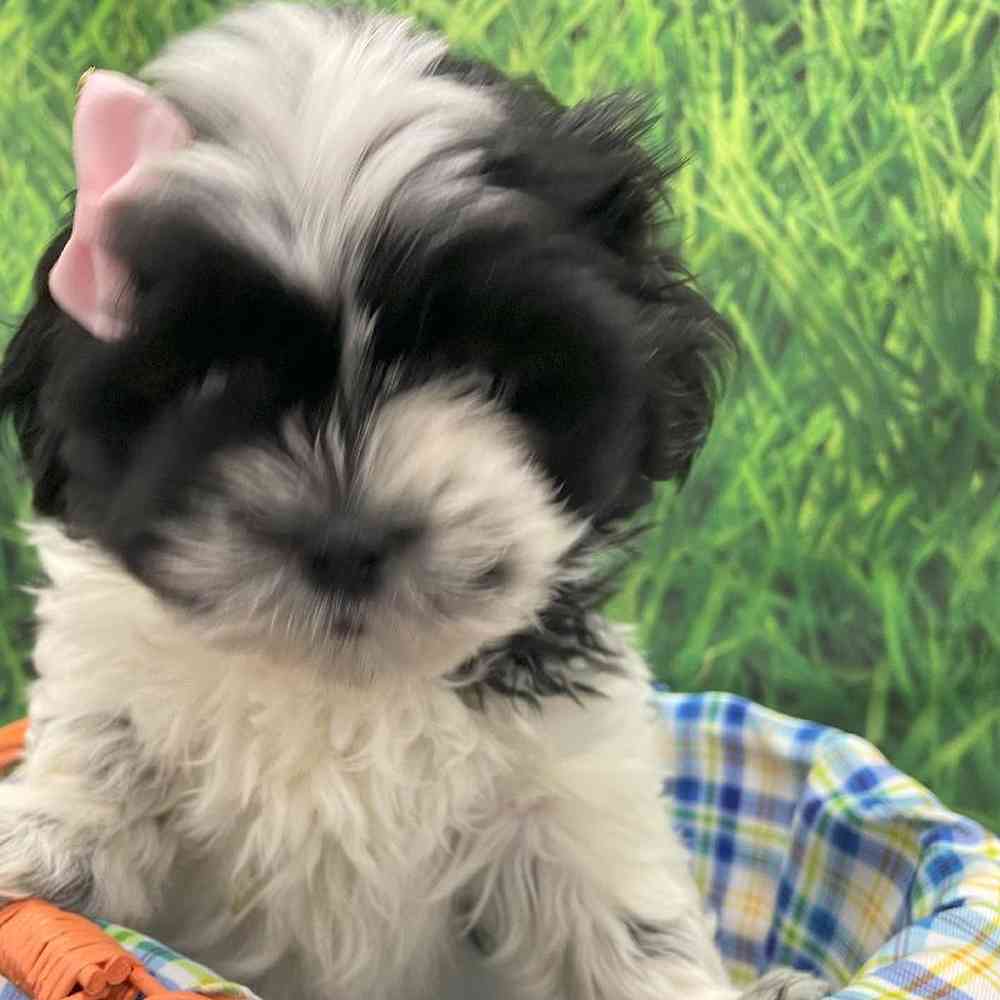 Female Shih Tzu Puppy for Sale in Little Rock, AR