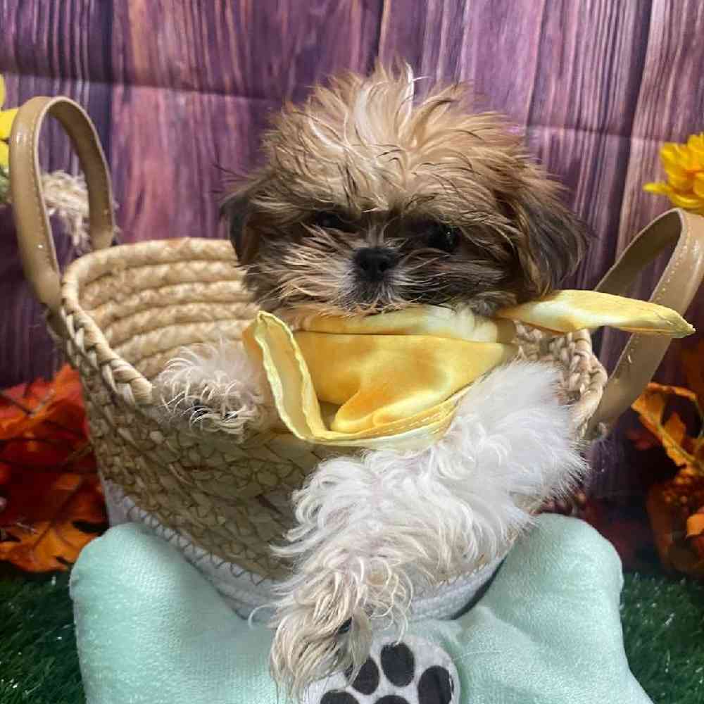 Male Shih Tzu Puppy for Sale in Little Rock, AR