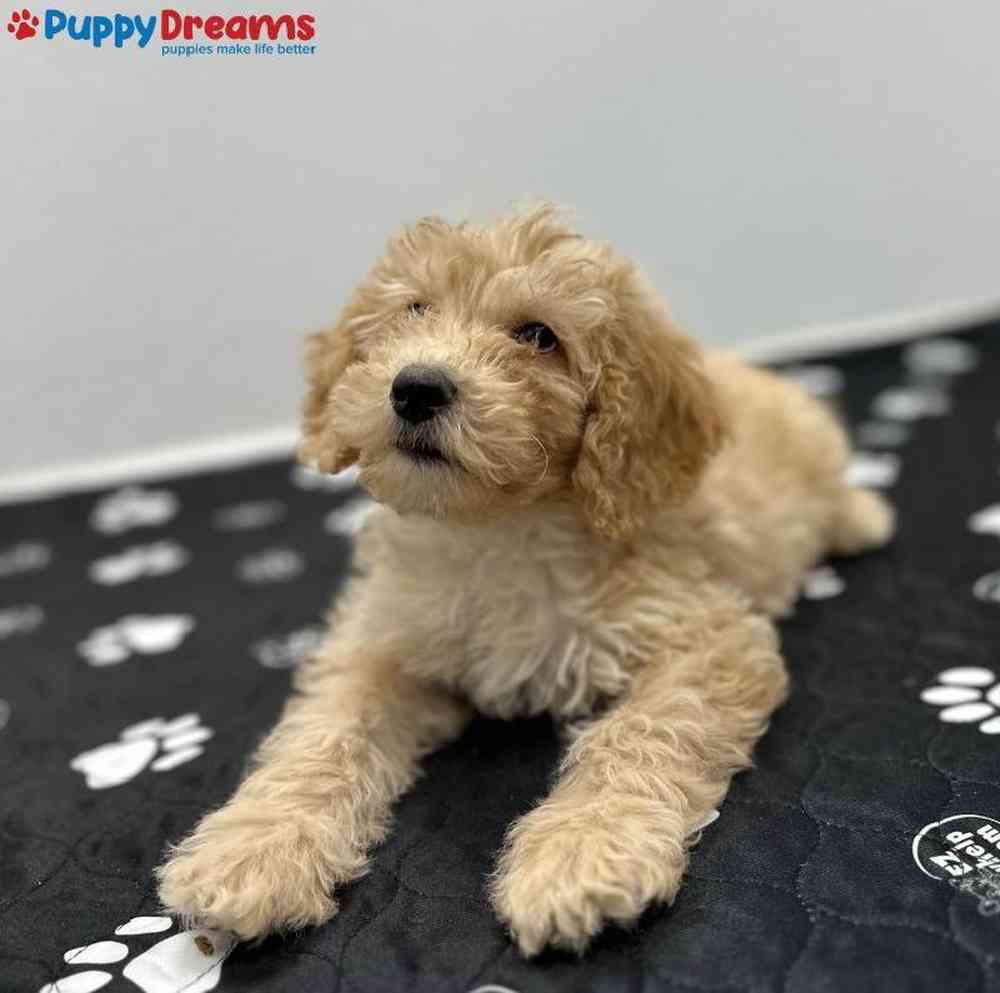 Male Goldendoodle Puppy for Sale in Little Rock, AR