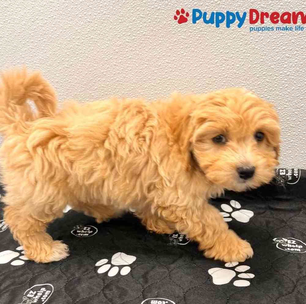 Male Maltipoo Puppy for Sale in Little Rock, AR
