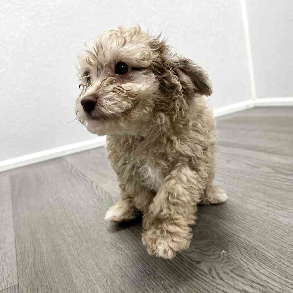 Female Mini Poodle Puppy for Sale in Little Rock, AR