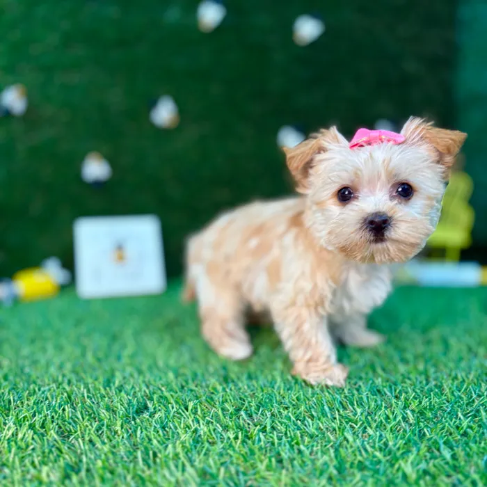Chorkie image