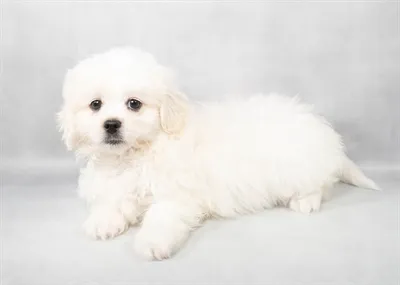 Peke-a-poo image