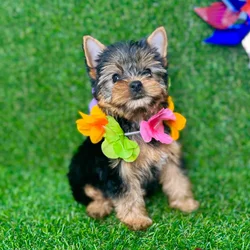 car_main_img_/media/ap_media/pets/AAOQZKTJVDKG127895.webp.250x250_q85.webp
