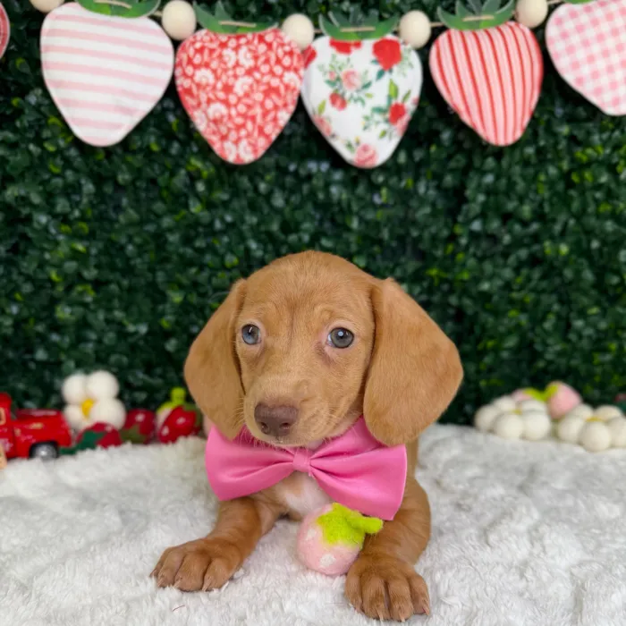 Female Dachshund puppy named Maple for sale at Puppy Dreams - Garland.