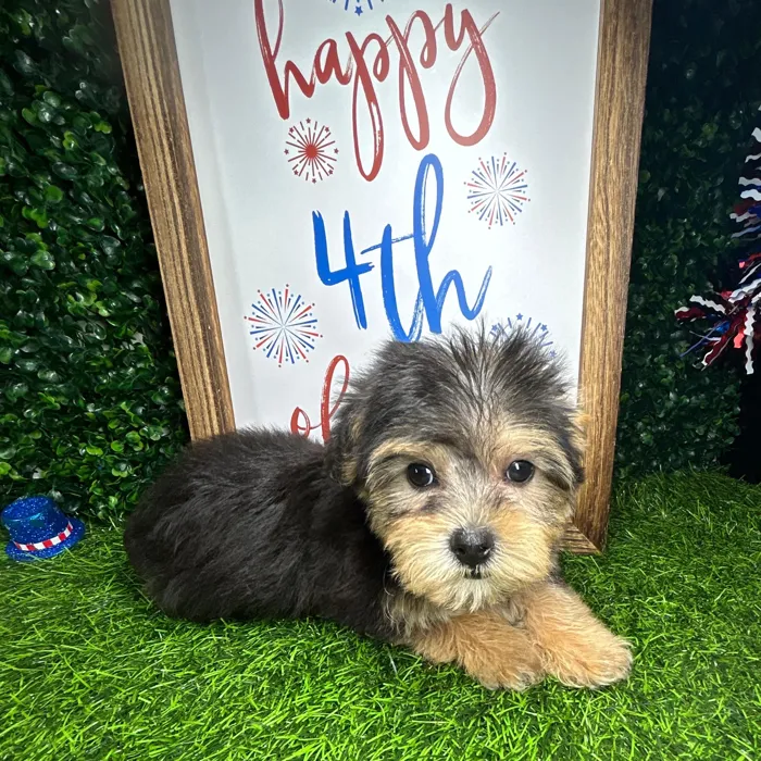 Female Yochon puppy named *Angus* for sale at Puppy Dreams - Mansfield.