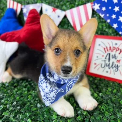 Male Pembroke Welsh Corgi puppy named Peanut for sale at Puppy Dreams - North Richland Hills.