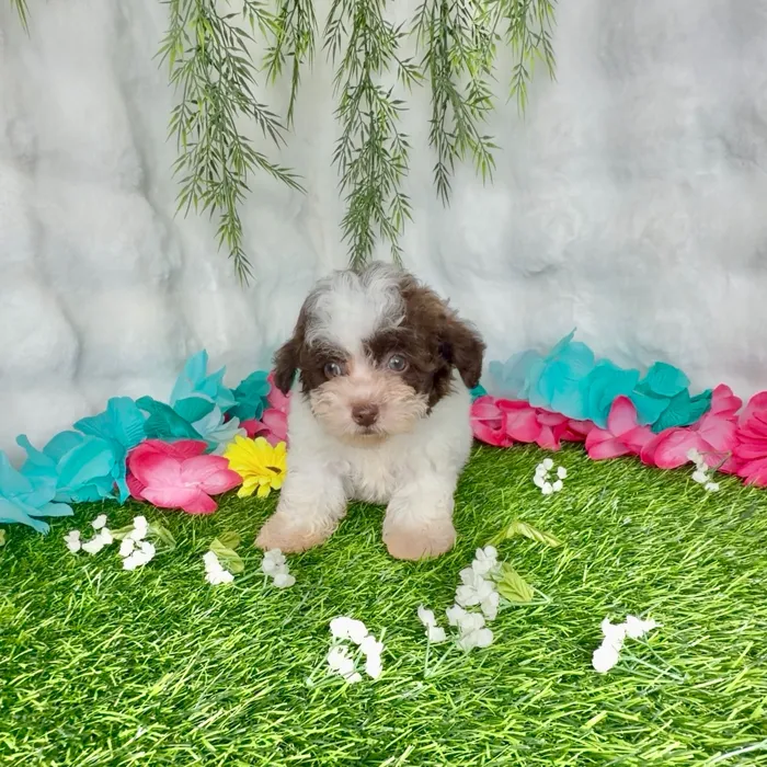 Male Shipoo puppy named Texas for sale at Puppy Dreams - Denton.