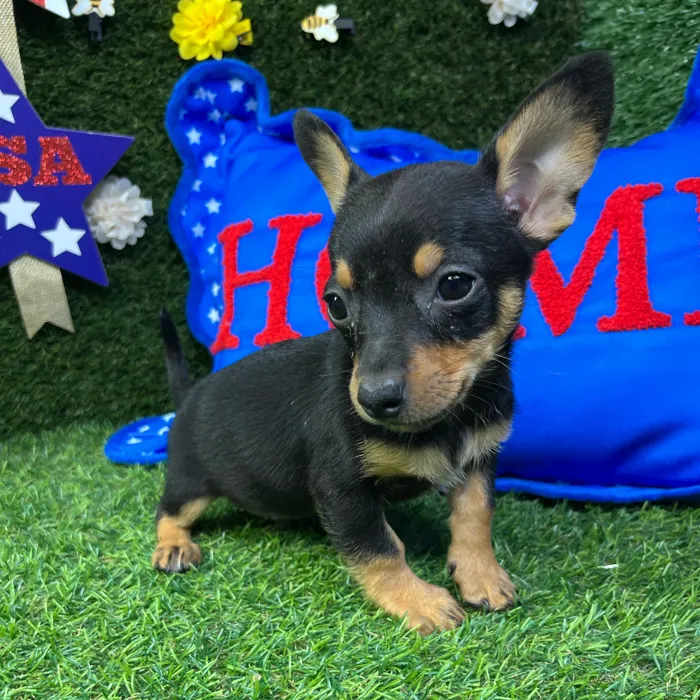 Male Chihuahua puppy named Buzz for sale at Puppy Dreams - Carrollton.