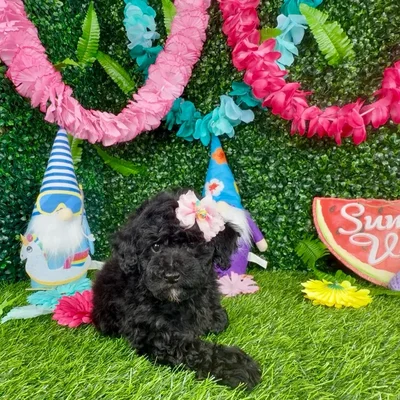 Female Poodle Toy puppy named Starfish for sale at Puppy Dreams - Denton.
