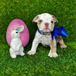 car_main_img_/media/ap_media/pets/ACWRIBSFCROD118978.webp.250x250_q85.webp