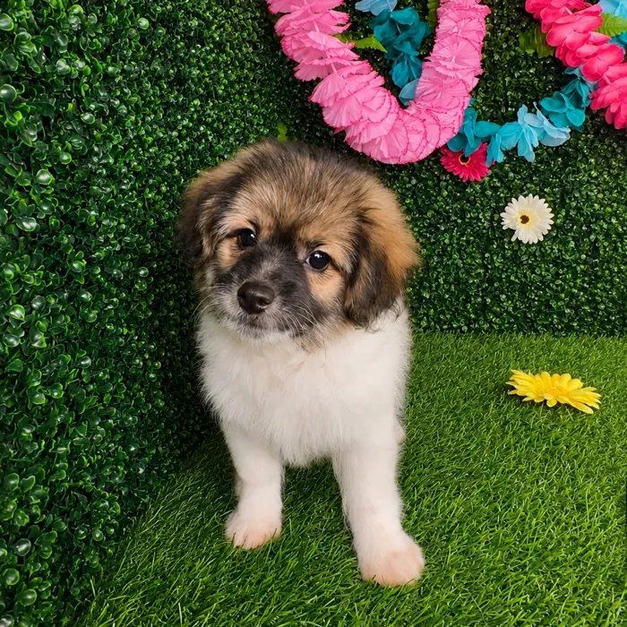 Male Pom-A-Poo puppy named Lin Manuel for sale at Puppy Dreams - Denton.