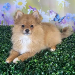 car_main_img_/media/ap_media/pets/ADQGEWHYBWKC121488.webp.250x250_q85.webp