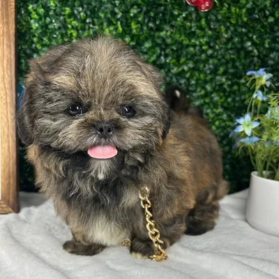 Male Shih Tzu puppy named Chewbacca for sale at Puppy Dreams - Mansfield.