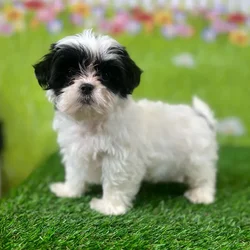 car_main_img_/media/ap_media/pets/AESPPNQVGJLV130209.webp.250x250_q85.webp